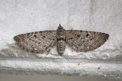 Einerdvergmåler (Eupithecia intricata)