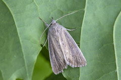 Marehalmfly (Longalatedes elymi)