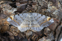 Tawny-barred Angle (Macaria liturata)