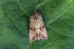 Gulbrunt engfly (Apamea sublustris)