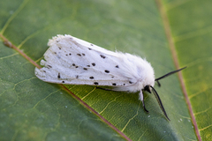 Punkttigerspinner (Spilosoma lubricipeda)