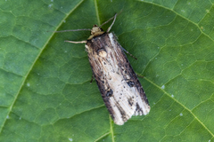 Dobbeltpunktfly (Axylia putris)