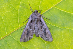 Brunt lundfly (Lacanobia suasa)