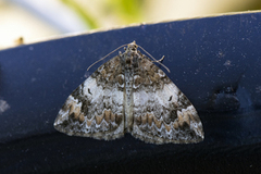 Common Marbled Carpet (Dysstroma truncata)