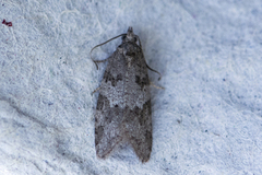 Spraglet gråvikler (Cnephasia asseclana)