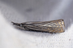Garden Grass-veneer (Chrysoteuchia culmella)