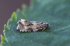 Common Marble (Celypha lacunana)