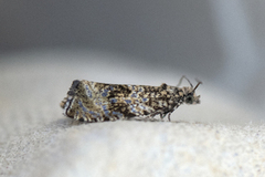 Common Marble (Celypha lacunana)