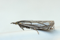 Hook-streaked Grass-Veneer (Crambus lathoniellus)