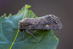 Bright-line Brown-eye (Lacanobia oleracea)