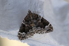 The Phoenix (Eulithis prunata)