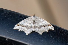 Sharp-angled Peacock (Macaria alternata)