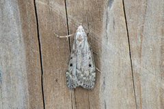Bee Moth (Aphomia sociella)