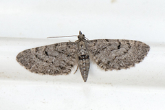 Einerdvergmåler (Eupithecia intricata)