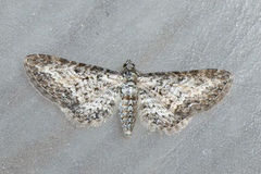 Burotdvergmåler (Eupithecia succenturiata)