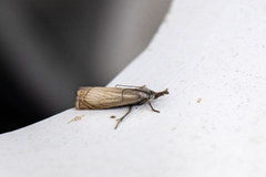 Garden Grass-veneer (Chrysoteuchia culmella)