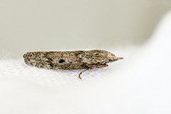Bee Moth (Aphomia sociella)