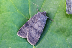 Northern Rustic (Standfussiana lucernea)