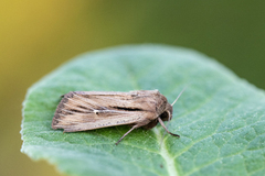 Kommagressfly (Leucania comma)