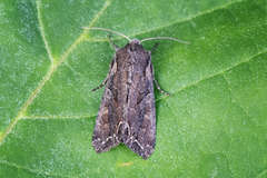 Brunt lundfly (Lacanobia suasa)