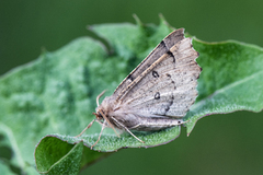 Scalloped Hazel (Odontopera bidentata)