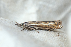 Smalstreknebbmott (Crambus lathoniellus)