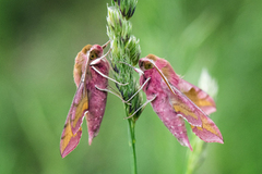 Liten snabelsvermer (Deilephila porcellus)