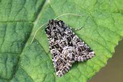 Tawny Shears (Hadena perplexa)