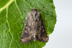 Blekt stengelfly (Luperina testacea)