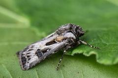 Archer's Dart (Agrotis vestigialis)
