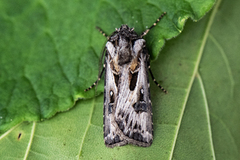 Archer's Dart (Agrotis vestigialis)