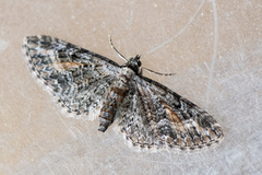 Rustdvergmåler (Eupithecia icterata)