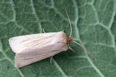 Halmgult gressfly (Mythimna pallens)