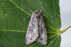 Great Brocade (Eurois occulta)