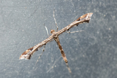 Lyngfjærmøll (Amblyptilia acanthadactyla)