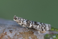 Grankonglesmalmott (Dioryctria abietella)