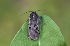 Square-spot Dart (Euxoa obelisca)