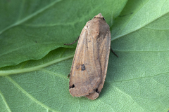 Large Yellow Underwing (Noctua pronuba)