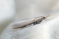 Common Grass-veneer (Agriphila tristella)