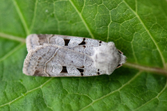 Grått kilefly (Eugnorisma glareosa)