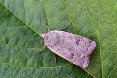 Lesser Yellow Underwing (Noctua comes)