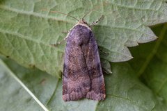 Lesser Broad-bordered Yellow (Noctua janthe)