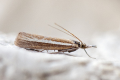 Pale-streak Grass-veneer (Agriphila selasella)