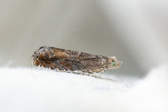 Nut Bud Moth (Epinotia tenerana)