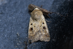 Ingrailed Clay (Diarsia mendica)