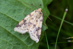 The Sallow (Xanthia icteritia)