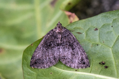 July Highflyer (Hydriomena furcata)