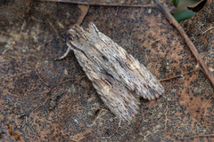 Brunt kappefly (Lithophane socia)