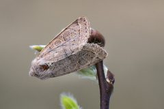 Tverrlinjet seljefly (Orthosia cerasi)