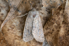Common Quaker (Orthosia cerasi)